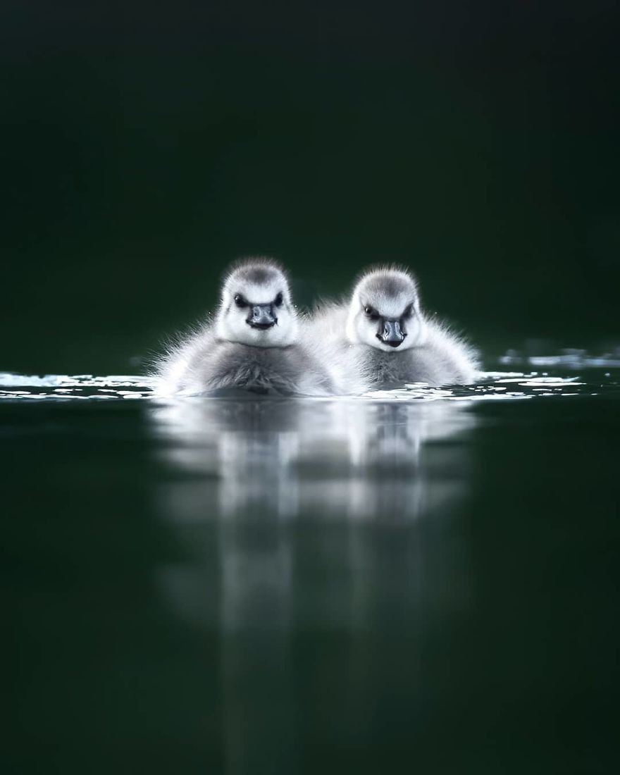 Fiński fotograf uwiecznia małe zwierzęta, które bawią się i robią śmieszne miny!