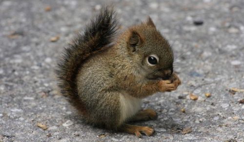 21 zdjęć, które przypomną ci, jak bardzo niesamowite są wiewiórki!