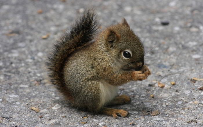 21 zdjęć, które przypomną ci, jak bardzo niesamowite są wiewiórki!