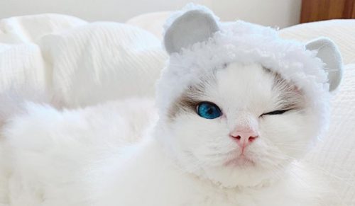 Kot stał się popularny w Internecie, dzięki swoim zdjęciom z kąpieli i błękitnym oczom!