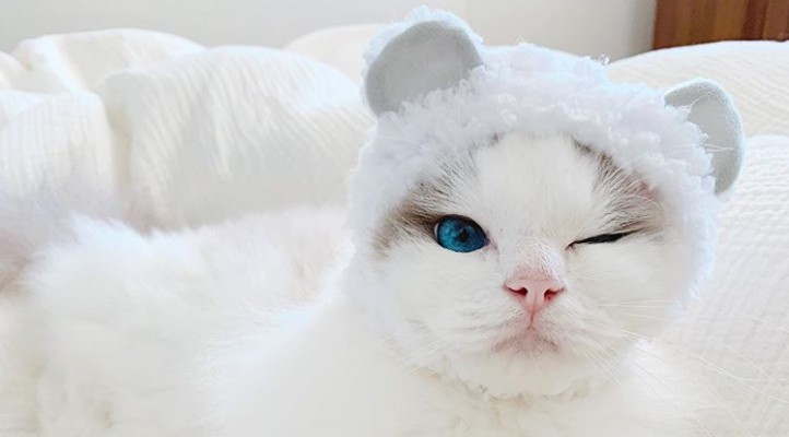 Kot stał się popularny w Internecie, dzięki swoim zdjęciom z kąpieli i błękitnym oczom!