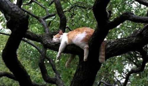 20 kotów, które zademonstrowały swoje umiejętności w trudnej sztuce spania na drzewach!