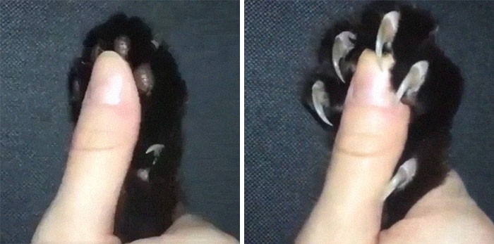 Oto 20 zdjęć uroczych kotów pokazujących swoje pazury!
