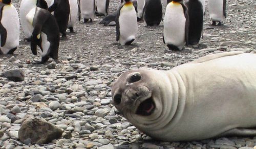 18 zabawnych zdjęć fok, które rozśmieszą Cię do łez!
