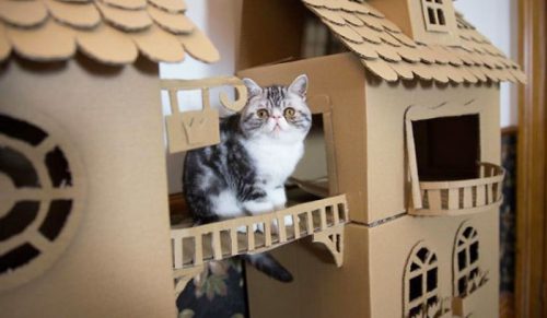 Oto 20 ekologicznych fortec dla Twojego kota!