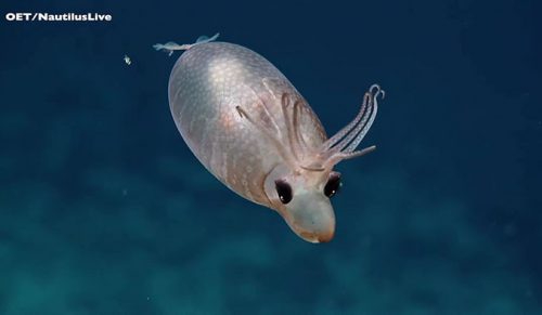 W głębinach oceanu znaleziono „pasiastego prosiaczka”!