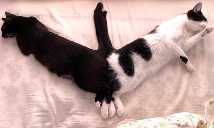 22 razy, kiedy ludzie przyłapali swoje koty śpiące razem w dziwnych pozycjach!