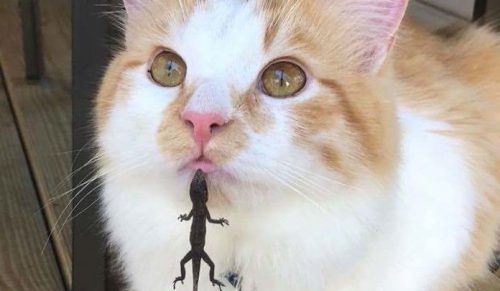 20 razy, kiedy koty spotkały jaszczurki i zaowocowało to tymi zabawnymi zdjęciami!