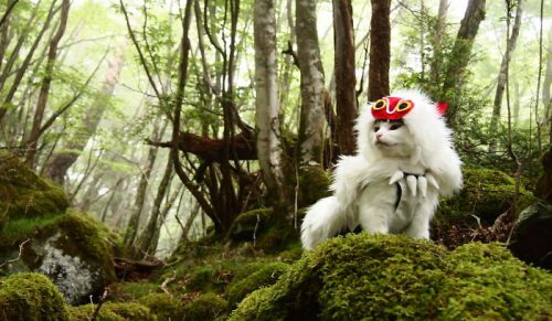 W wolnym czasie ten mężczyzna robi kostiumy anime dla swoich kotów, a oto 20 najfajniejszych!