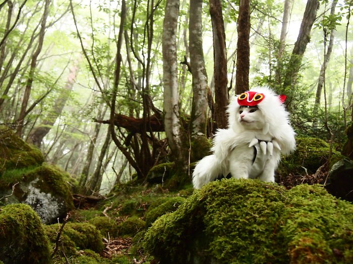 W wolnym czasie ten mężczyzna robi kostiumy anime dla swoich kotów, a oto 20 najfajniejszych!