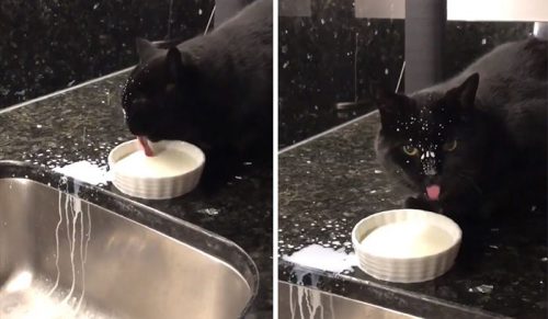 17 zabawnych zdjęć kotów, które narobiły bałaganu podczas jedzenia!