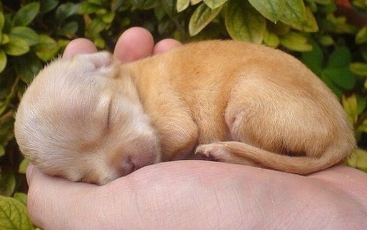 14 zdjęć szczeniąt, które napełnią twoje serce miłością szybciej, niż potrafisz powiedzieć „Hau”!