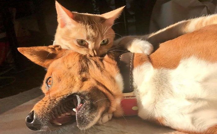 30 zabawnych zdjęć kotów, które okazały się być największymi przeciwnikami psów!