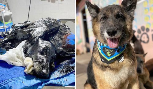 20 zdjęć przed i po porzuconych psów, którym ta organizacja dała drugą szansę na życie!