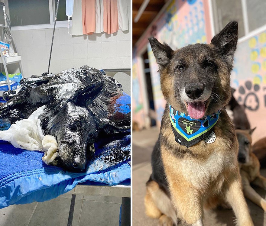 20 zdjęć przed i po porzuconych psów, którym ta organizacja dała drugą szansę na życie!