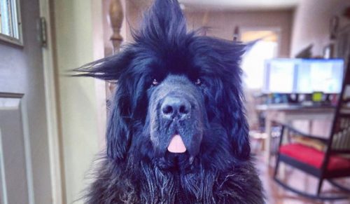 Właściciele tego ogromnego psa codziennie czeszą mu nową fryzurę!