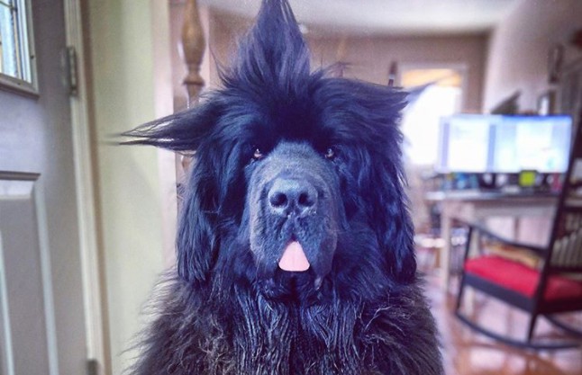 Właściciele tego ogromnego psa codziennie czeszą mu nową fryzurę!