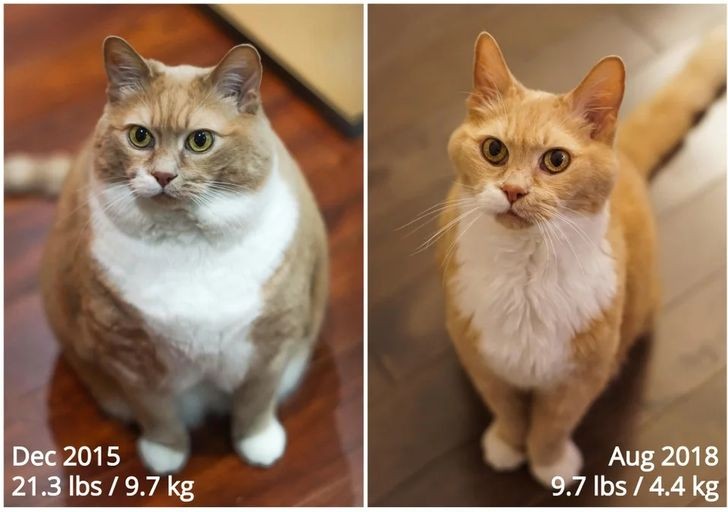 17 zwierząt domowych, które miały nadwagę i udało im się powrócić do prawidłowej wagi!