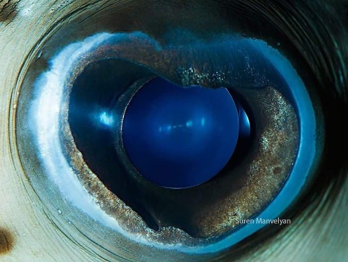 Armeński fotograf pokazał, jak wyjątkowe są oczy zwierząt!