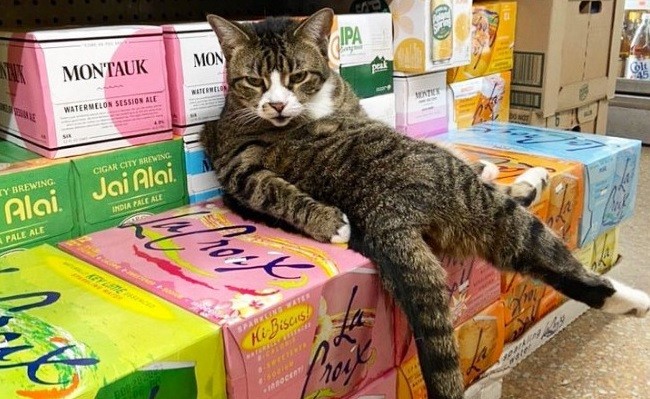 To konto na Twitterze gromadzi zdjęcia kotów, które myślą, że są właścicielami sklepów!