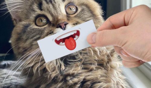 Ten mężczyzna nadaje swoim kotom różne emocje za pomocą kartki papieru!