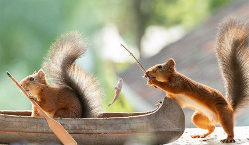 40 najnowszych zdjęć przedstawiające urocze wiewiórki wchodzące w interakcję z rekwizytami!