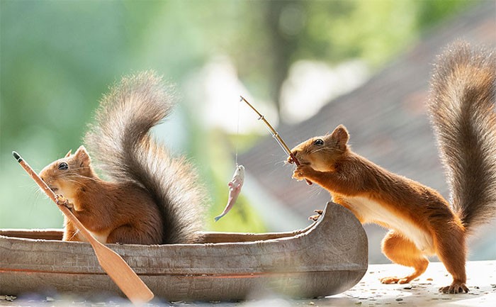 40 najnowszych zdjęć przedstawiające urocze wiewiórki wchodzące w interakcję z rekwizytami!
