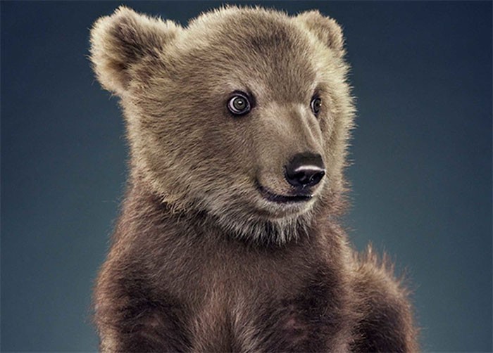 Jill Greenberg sfotografowała niedźwiedzie w scenerii, której prawdopodobnie nigdy wcześniej nie widziałeś!