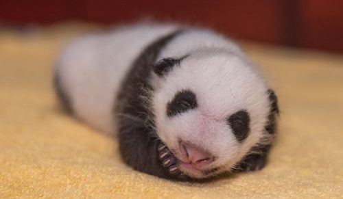 Narodowe zoo udostępniło zdjęcia miesięcznej pandy, które są przeurocze!