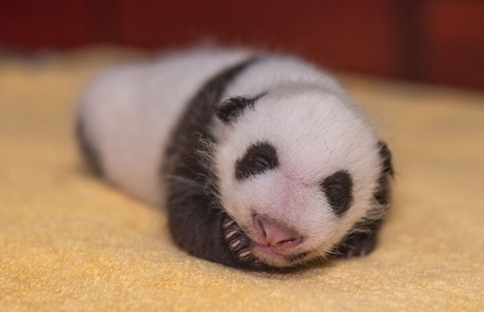 Narodowe zoo udostępniło zdjęcia miesięcznej pandy, które są przeurocze!