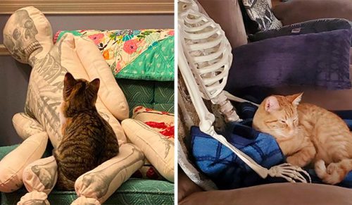 Kobieta spróbowała sprawdzić, jak zareagowałyby koty, gdybyś umarł w domu!