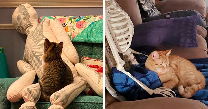 Kobieta spróbowała sprawdzić, jak zareagowałyby koty, gdybyś umarł w domu!