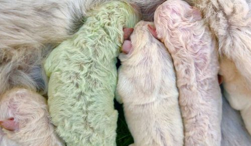 We Włoszech urodził się szczeniak z zieloną sierścią, którego właściciele nazwali Pistachio!