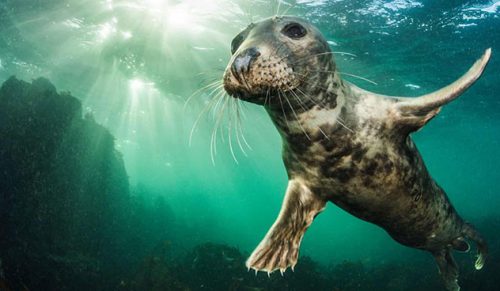15 najlepszych zdjęć zwierząt tej dekady od British Wildlife Photography Awards!