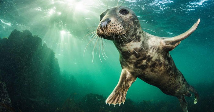 15 najlepszych zdjęć zwierząt tej dekady od British Wildlife Photography Awards!
