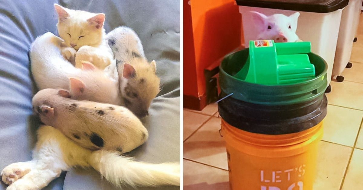 19 uroczych zdjęć pokazujących, dlaczego możesz chcieć adoptować świnkę!