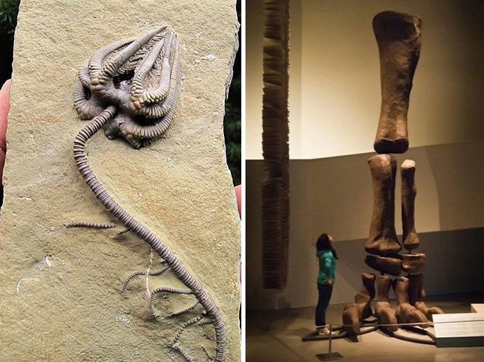 19 starożytnych skamieniałości, które cię zaskoczą!