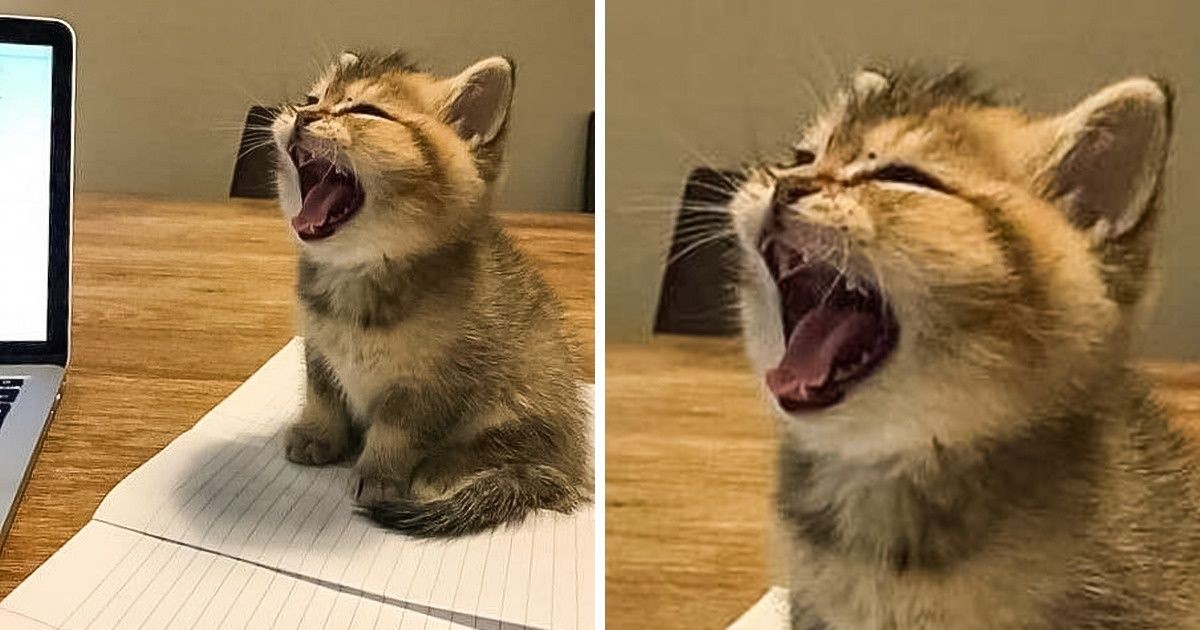 18 małych kotków, które potrafią rozładować stres!