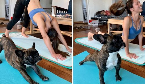 21 rozciągniętych zwierząt domowych, które kochają jogę!
