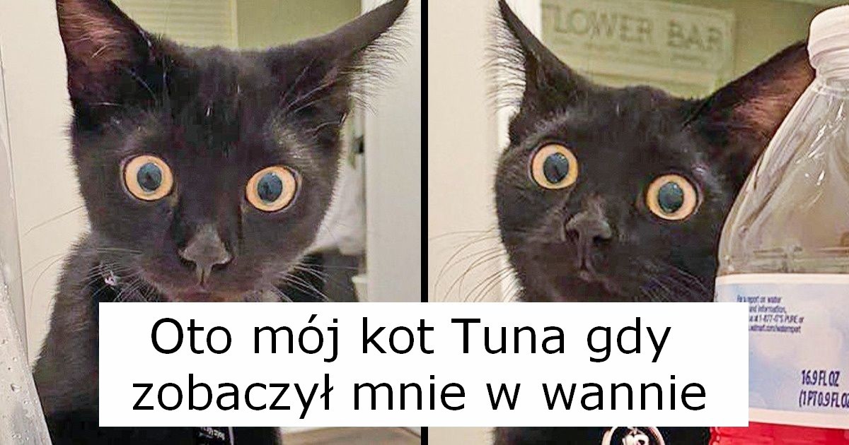20 kotów reagujących na wydarzenia, które są dla nich całkowicie „nowe”!
