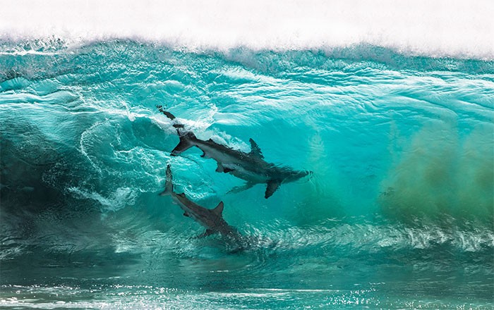 Jurorzy Ocean Photography Awards właśnie ogłosili finalistów, a zdjęcia są oszałamiające!