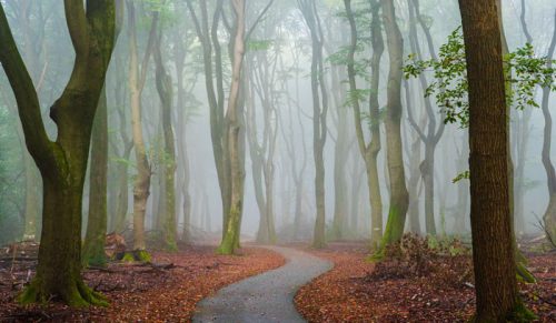 Artysta fotografuje mgliste leśne drogi i ścieżki w Holandii o każdej porze roku!