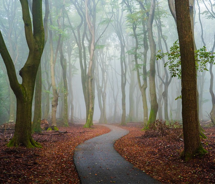 Artysta fotografuje mgliste leśne drogi i ścieżki w Holandii o każdej porze roku!