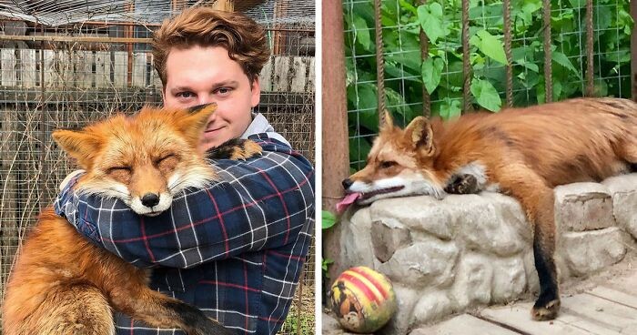Dziki lis został lojalnym przyjacielem mężczyzny, który uratował go z futrzanej farmy!