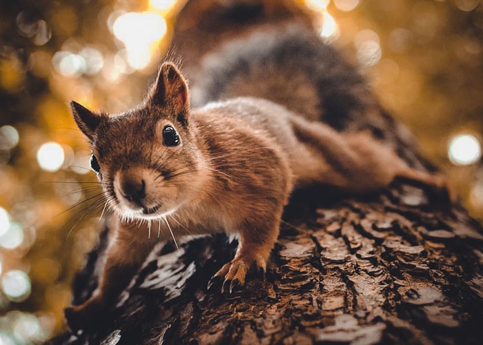 Fotograf spędził dwa lata robiąc zdjęcia wiewiórkom na fińskiej pustyni, a ich miny są urocze!
