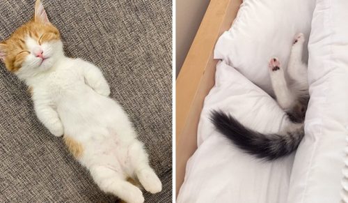 Ludzie udostępnili najsłodsze zdjęcia swoich śpiących kotów!