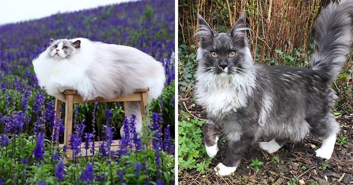 Ludzie kochają tę internetową grupę udostępniającą zdjęcia najbardziej puszystych kotów!