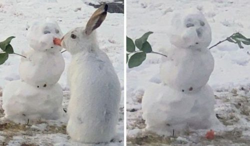 Ponad 64 tys. internautów pokochało film, w którym króliczek wyjada marchewkowy nos bałwana!