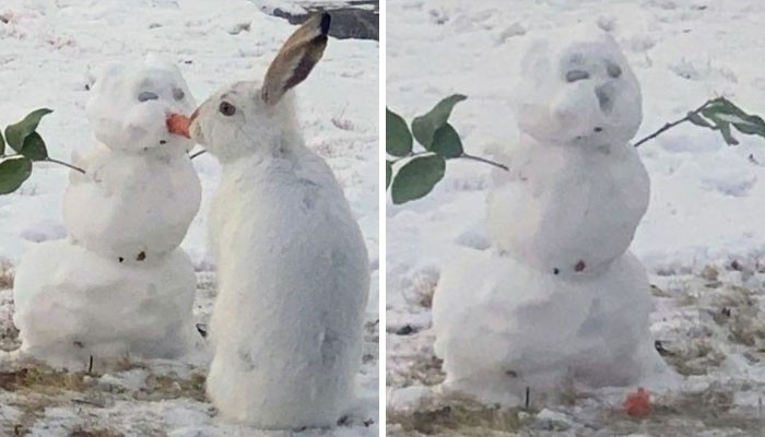 Ponad 64 tys. internautów pokochało film, w którym króliczek wyjada marchewkowy nos bałwana!