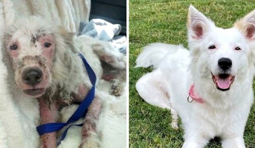 30 najpiękniejsze zdjęcia psów „przed i po” adopcji, która zmieniła ich życie!